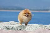 SPITZ ALLEMAND 374